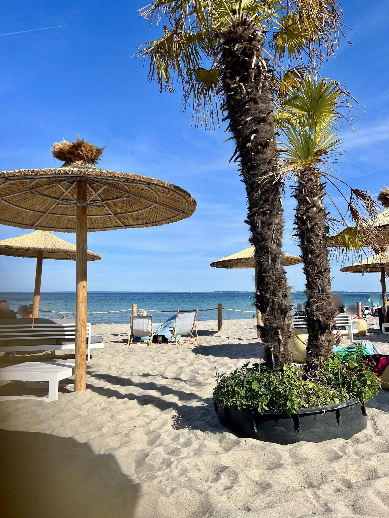 Palmen und Strohschirme am Strand von Haffkrug