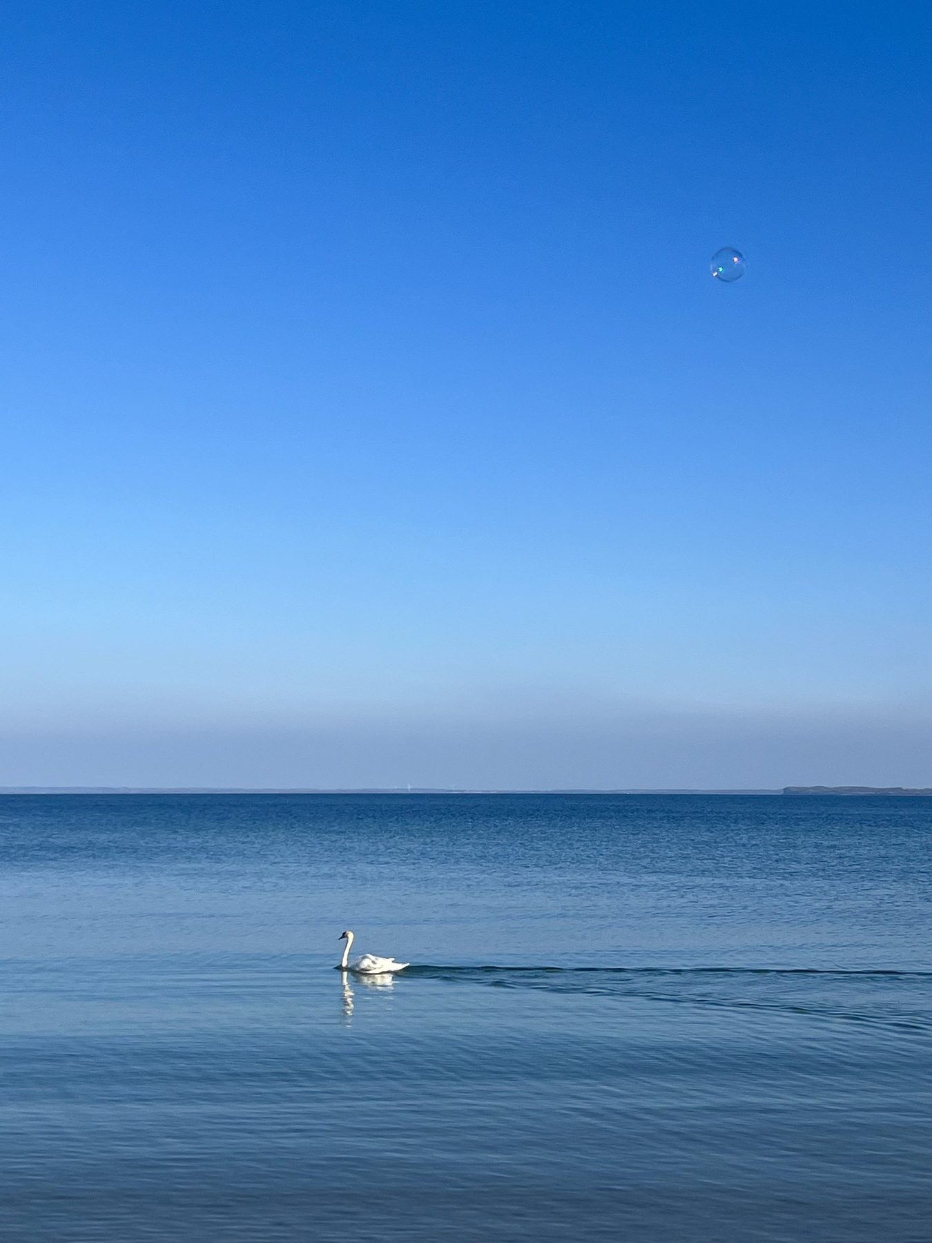 Schwan auf der ruhigen Ostsee vor Haffkrug